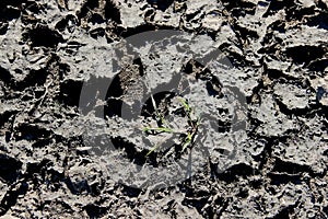 Small green plant on dried mud