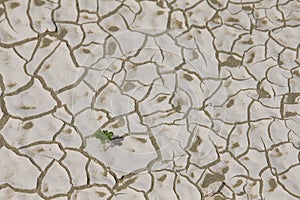 Small green plant in a dry sesert of Abu Dhabi