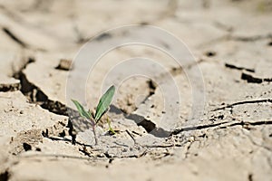 Small green plant on dry, spoiled ground, the concept of drought, soil salinization, crop failure. Ecology and well being of
