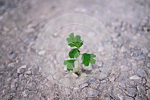 Small green plant emerging from barren land. Vitality concept.