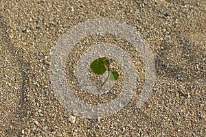 Small green plant flourishes in a hostile environment