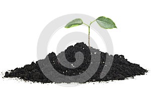 Small green plant grow from seed - isolated image. Green sprout growing out from soil