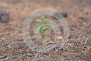 Small green plant growing in dry pine leaves