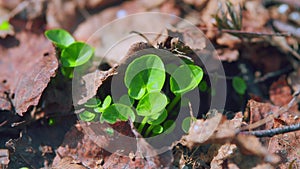 Small Green Plant Growing. Environmental Concept. Earth Day Concept. Steadicam Shot.