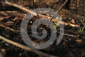 Small green plant growing out of the soil burned by forest fire