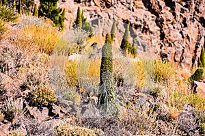 A small green plant is growing in a rocky field