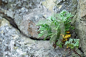 A small green plant growing on the slit of rock with mold