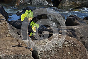 Small green plant grows in hostile environment