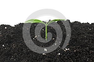 Small green plant of lemon fruit in a mound of soil on white background