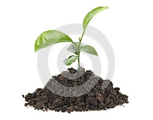 Small green plant in mound of soil, white background
