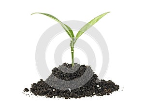 Small green plant in a mound of soil, white background. Citrus plant