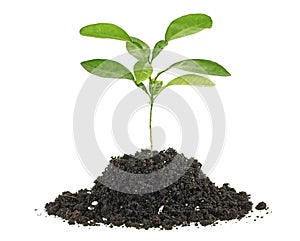 Small green plant in a mound of soil on white background. Citrus plant