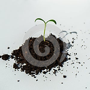 A small green plant in the soil on a white background. A green young sprout in the ground on a white background.