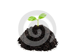 Small green plant sprout leaf growth at dirt soil heap
