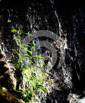 small green plant by waterfall