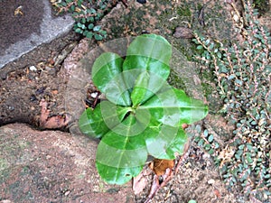 Small green plant wet with dew