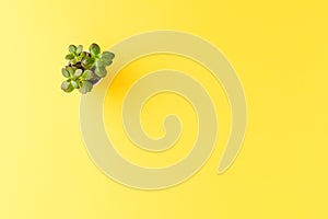 Small green plant on yellow background with copyspace.