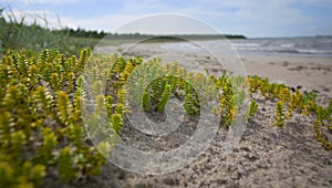 Small green plants on the beach.GN