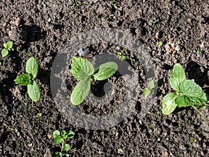 Small plants of cucumber (Cucumis sativus) with first green leaves growing in soil in garden. Gardening and food growing