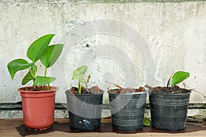 Small green plants grow in pot to decorate garden in the house