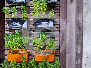 Small green purple and different color leafy plant pots hanging wooden wall