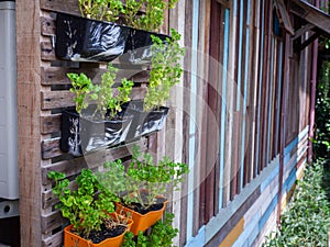 Small green purple and different color leafy plant pots hanging wooden wall