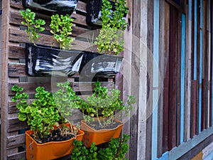 Small green purple and different color leafy plant pots hanging wooden wall