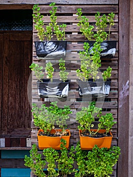 Small green purple and different color leafy plant pots hanging wooden wall