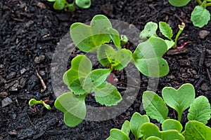 Small green and red radish sprouts in organic growing medium