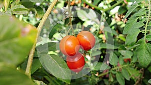 Small green and red tomatoes ripen in the farm.