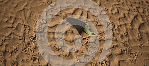 Small green rope spool lying in rippled sand of beach.