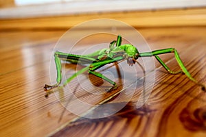 A small green scary insect crawls on a wooden surface.