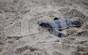 Small Green sea turtle (Chelonia mydas) walking on the sand beach in closeup