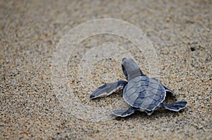 Small Green sea turtle (Chelonia mydas) walking on the sand beach in closeup