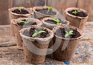 Small green seedings in round pots