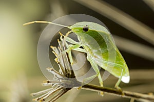 Small green shield bug