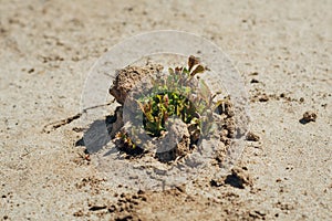 Small green shoots make their way through the sandy arid yellow soil in the summer afternoon