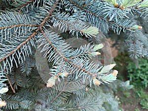Small green shoots of pine needles, tiny fruits like pine cones