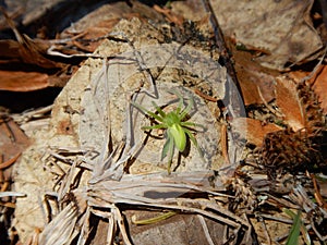 Small green spider in brown leaves