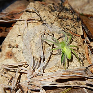 Small green spider in brown leaves