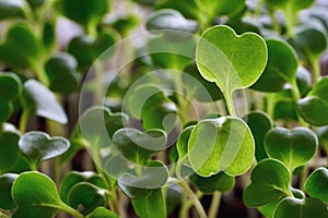 Small green spinach leaves closeup for background