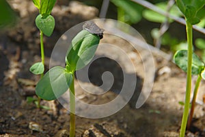 A small green sprout in black soil recently emerged from a sunflower seed