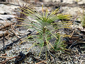 Small green sprout of coniferous tree, closeup. A young stalk of pine in the forest