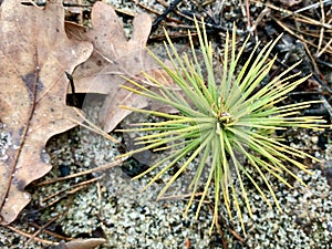 Small green sprout of coniferous tree, closeup. A young stalk of pine in the forest