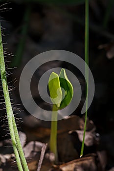 small green sprout in the ground, seedling with two tender leaves on dark forest background, vertical macro shot