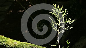 Small green sprout growing out of moss covered branch of Chinese Thuja decorative tree