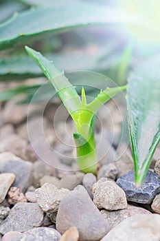 Small green sprout growing in stones - new life concept, selective focus