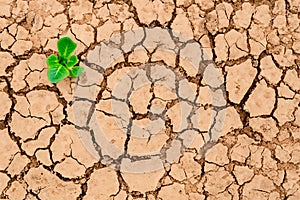 A small green sprout sprouted among the dried, cracked soil in the desert. Concept of environmental problems and global