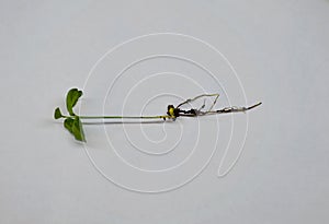 Small green sprout of tangerine tree