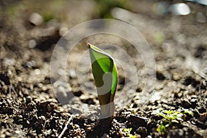 Small green sprout of tulip flower grow in the garden ground in sunny day